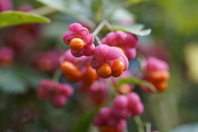 Fruit-bearing